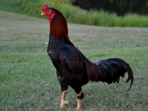 Asil or Aseel Bloodlines