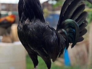 Black Fowls Bloodlines