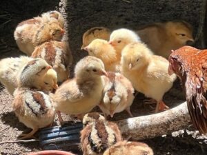 Baby Chicks