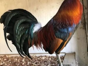 Hatch Gilmore Bloodline