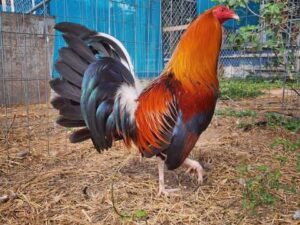 Roundhead Bloodlines