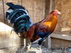 Sweater Possum Brood Cock