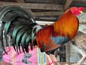 Sweater 5k-5000 Pair