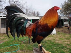 Sweater 5k-5000 Cock