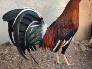 Sweater 5k-5000 Stag