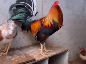 Sweater 5k-5000 Trio