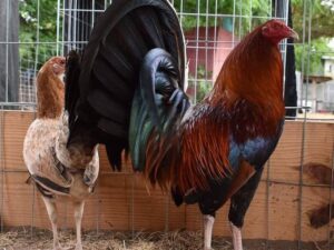 Boston Roundhead Pair