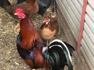 Boston Roundhead Trio