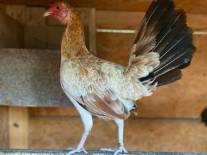 Lacy Roundhead Hen
