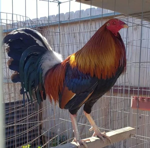 Roundhead Cock