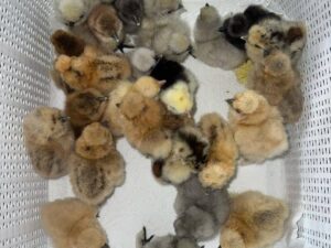 Sweater 5k-5000 Chicks