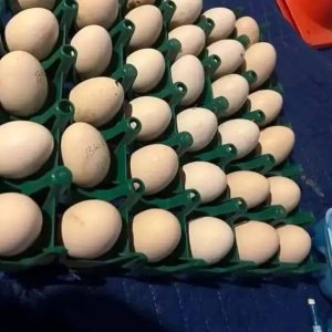 Gilmore Hatch Eggs