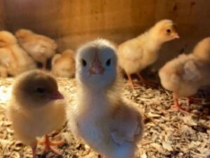 Sweater Possum Chicks