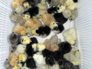 Pure Kelso Chicks