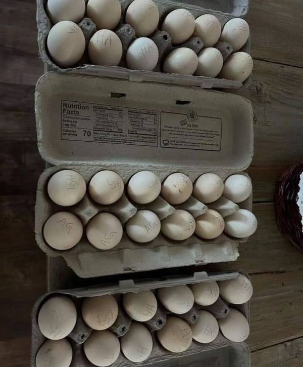 Cardinal Kelso Eggs
