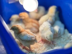 Yellow Leg Hatch Chicks