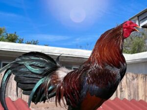 Dark Yellow Leg Hatch Rooster