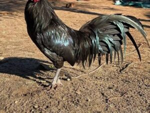 Warhorse Rooster