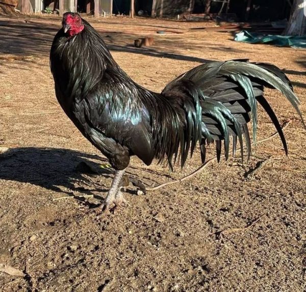 Warhorse Rooster