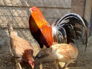 Yellow Leg Hatch Trio