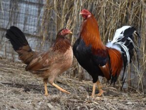 Yellow Leg Hatch Pair