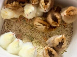 Yellow Leg Hatch Chicks