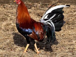 Yellow Leg Hatch Stag