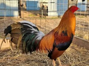 Yellow Leg Hatch Stag