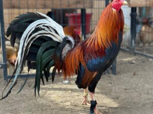 Yellow Leg Hatch Rooster