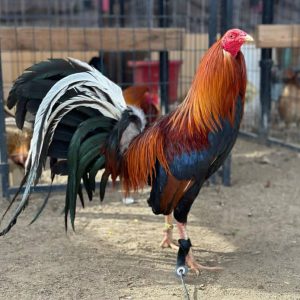 Yellow Leg Hatch Rooster