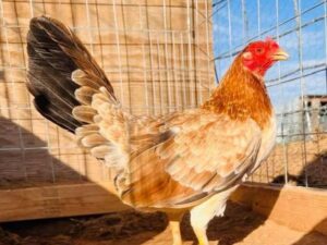 Yellow Leg Hatch Hen