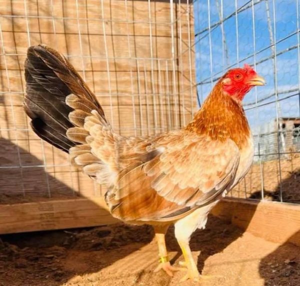 Yellow Leg Hatch Hen