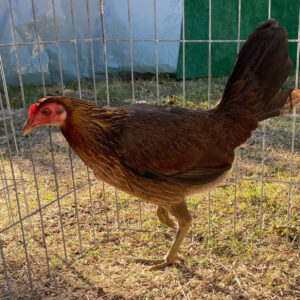 Leiper pullet